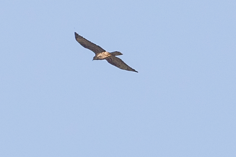 European Honey-buzzard